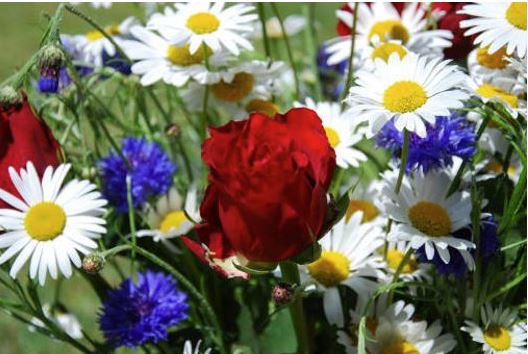 Malmesbury Open Gardens